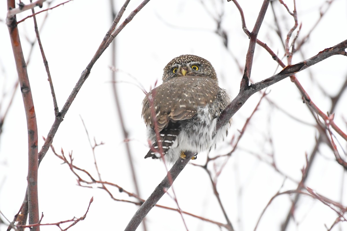 Northern Pygmy-Owl - ML628669073