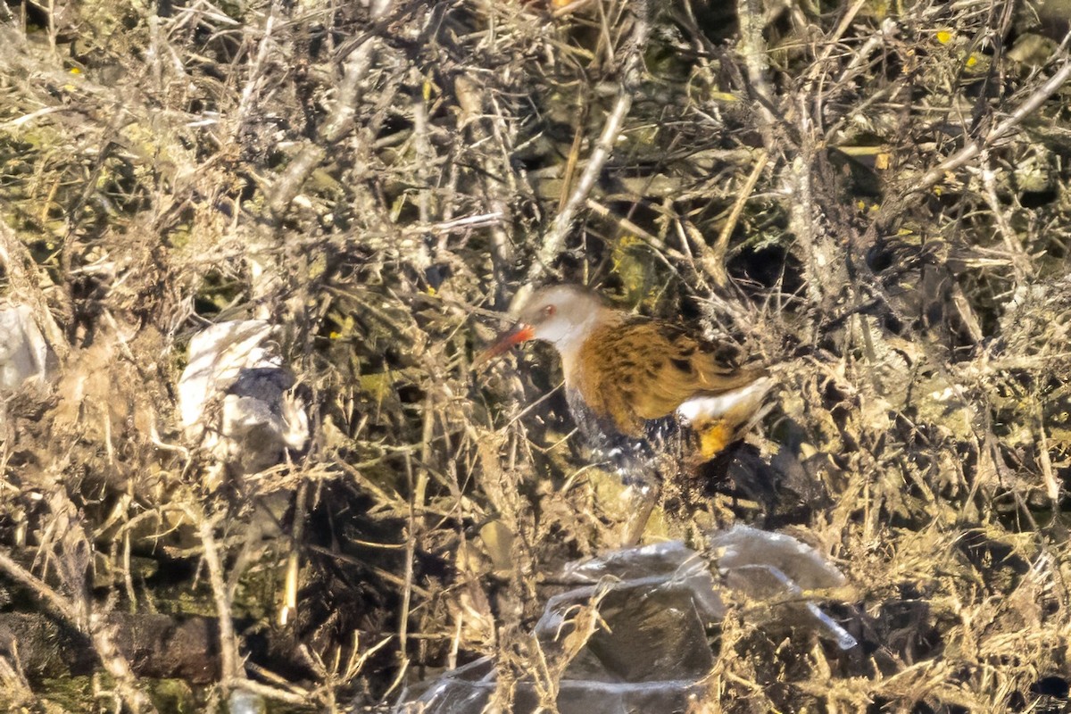Water Rail - ML628669074