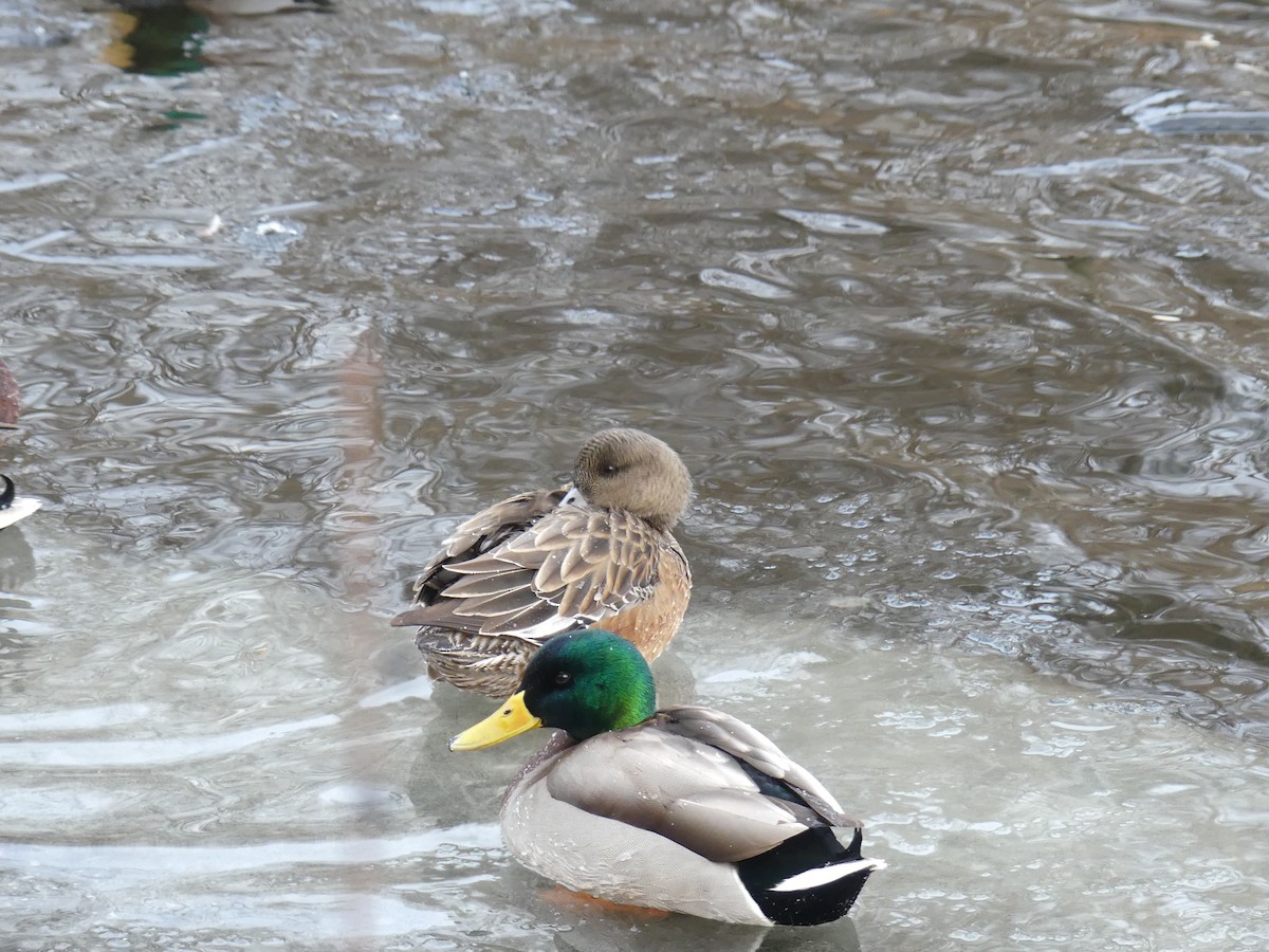 American Wigeon - ML628669080