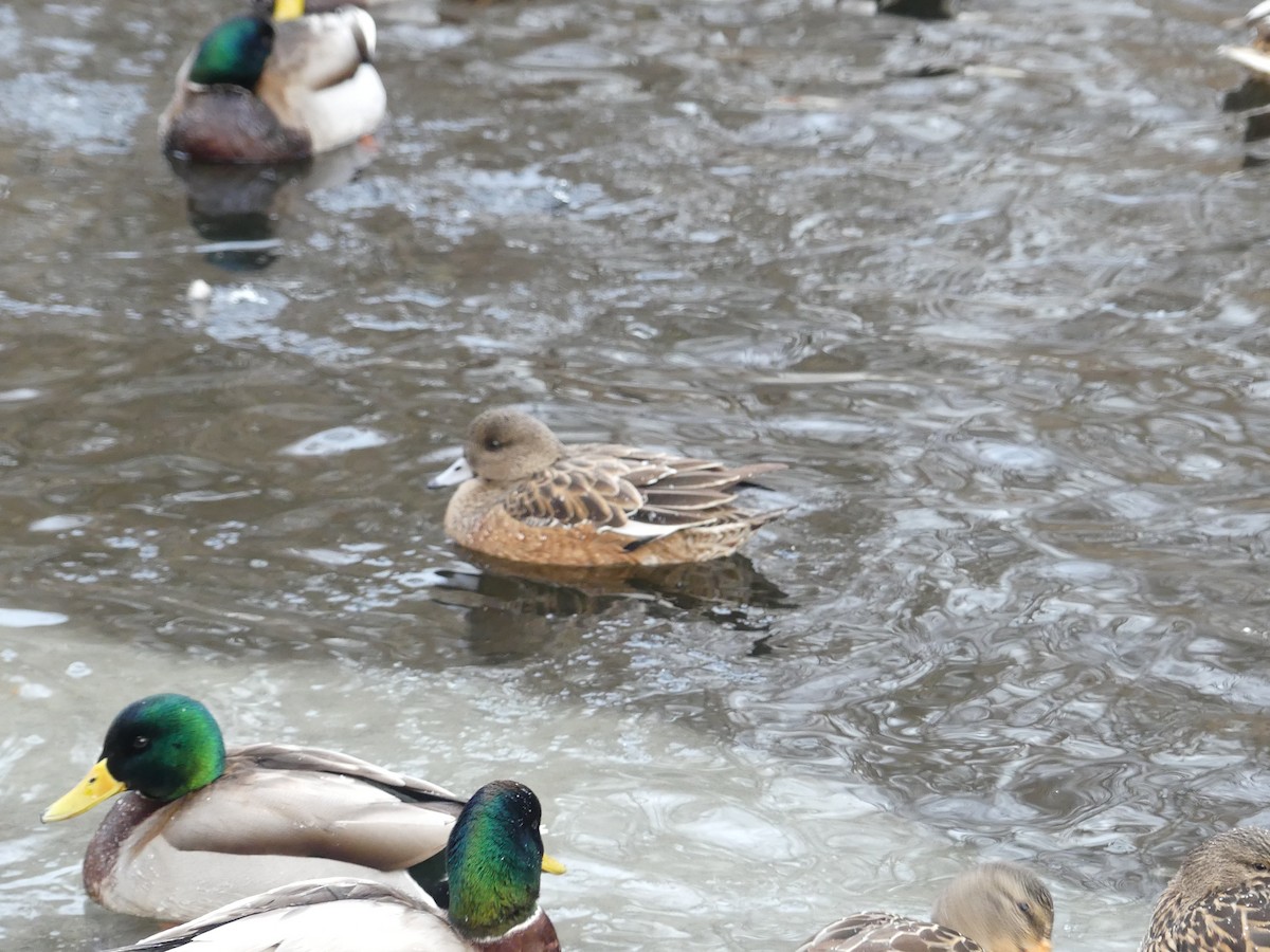 American Wigeon - ML628669081