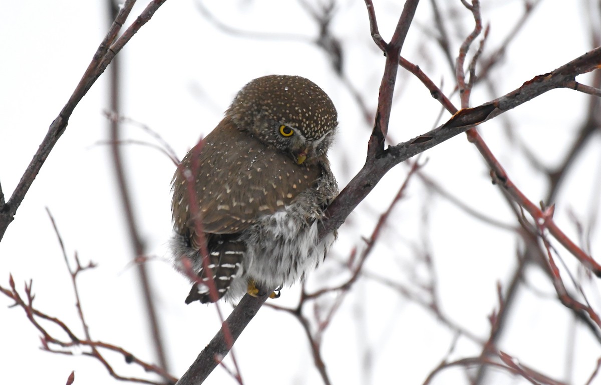 Northern Pygmy-Owl - ML628669092