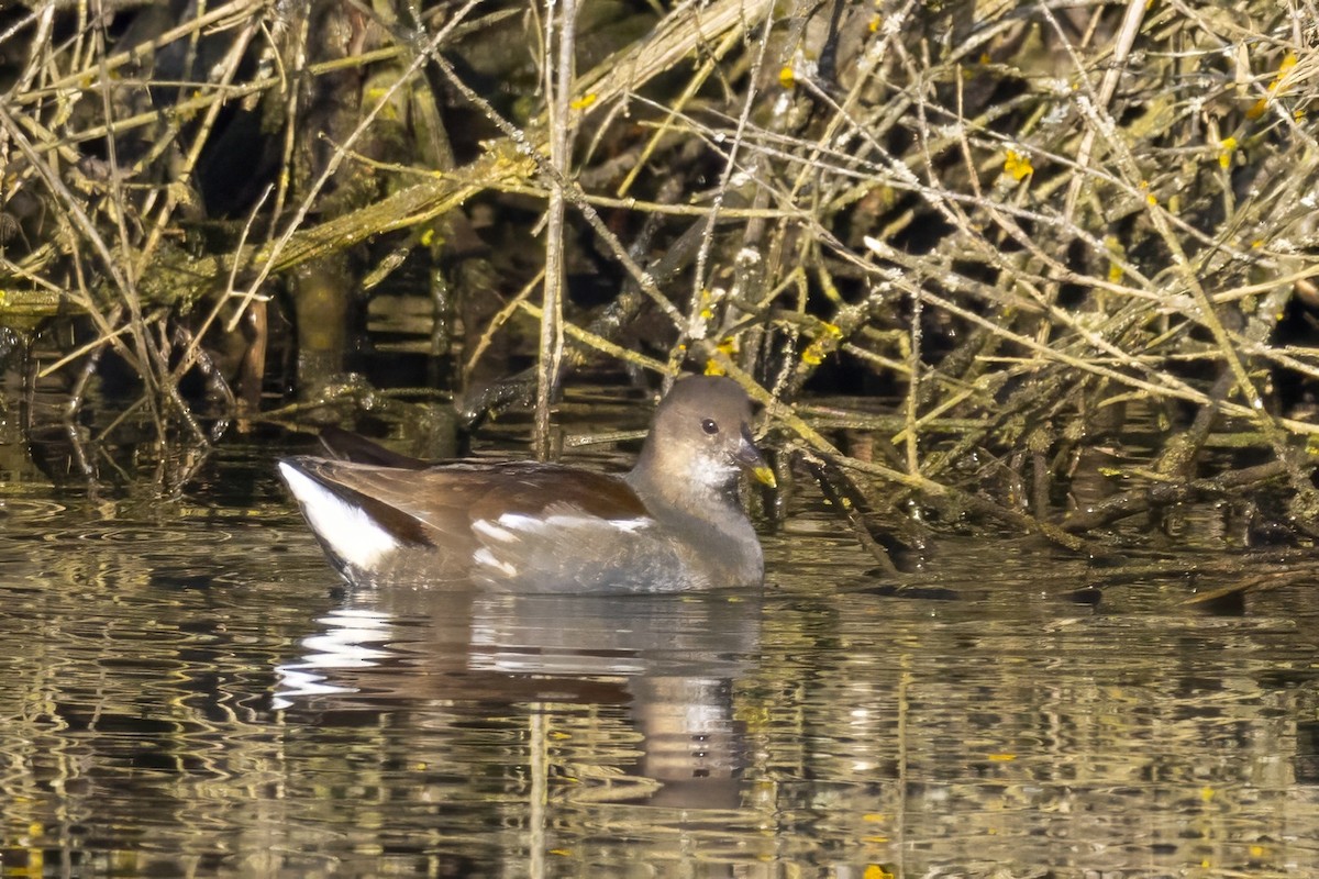 Eurasian Moorhen - ML628669119