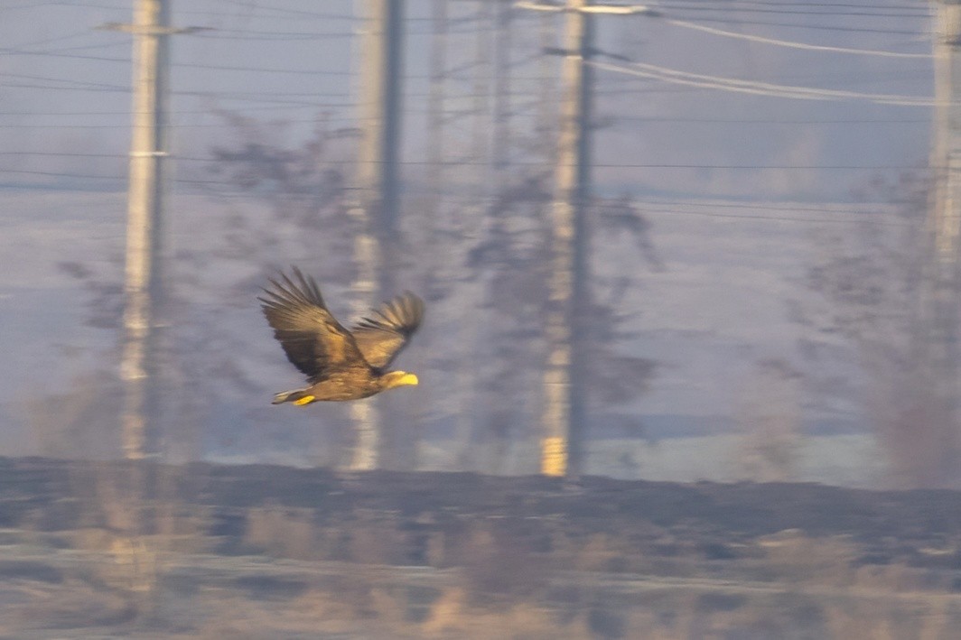 White-tailed Eagle - ML628669315