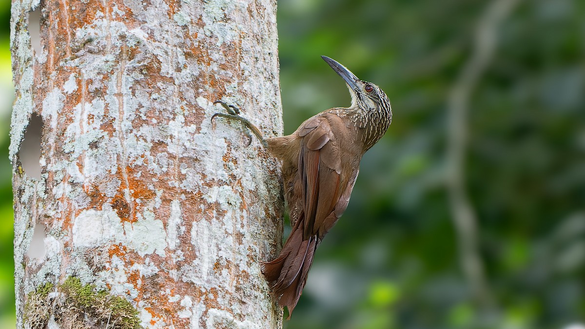 White-throated Woodcreeper - ML628669348