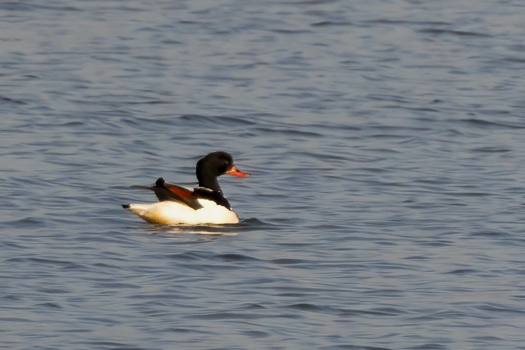 Common Shelduck - ML628669400