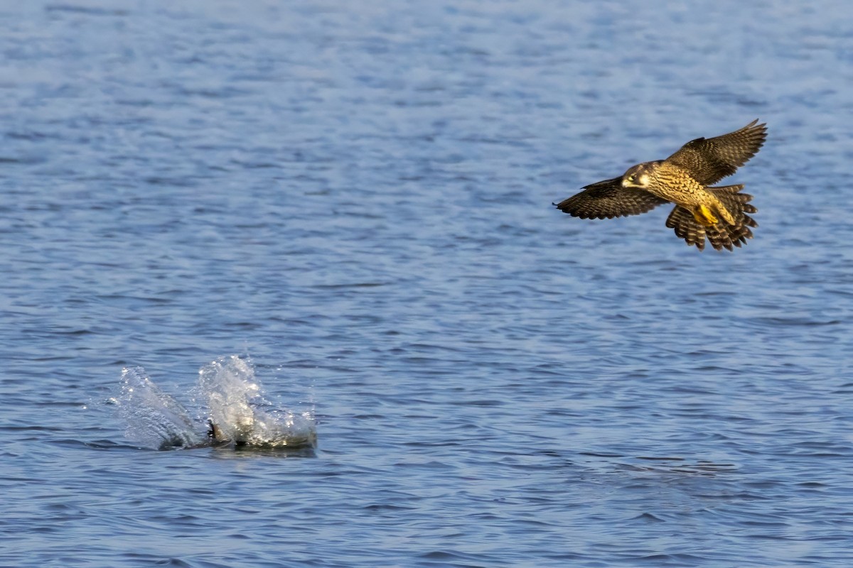 Peregrine Falcon - ML628669444