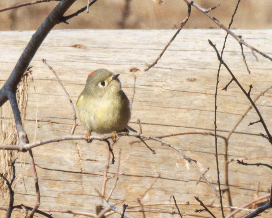 Ruby-crowned Kinglet - ML628669547