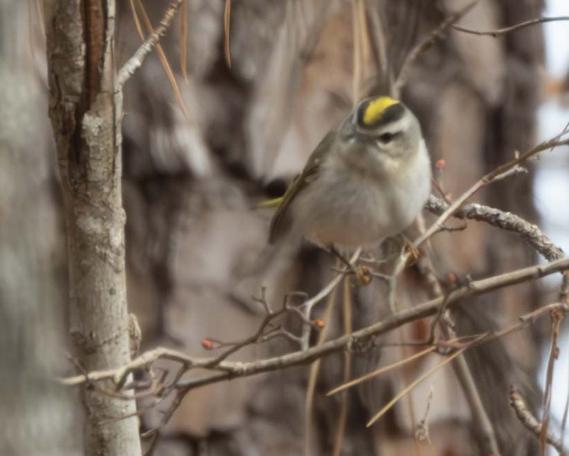 Golden-crowned Kinglet - ML628669560