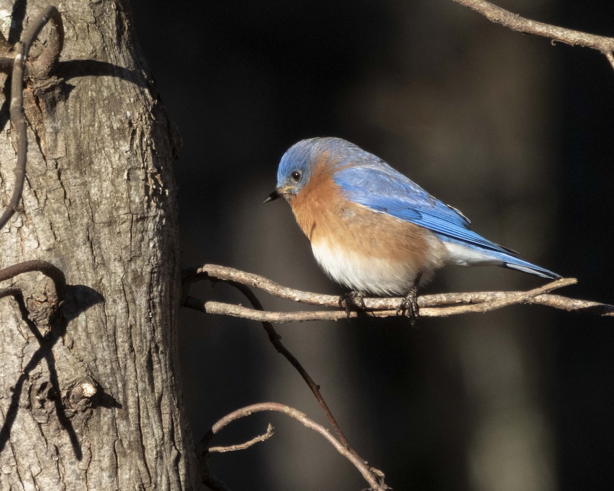 Eastern Bluebird - ML628669578