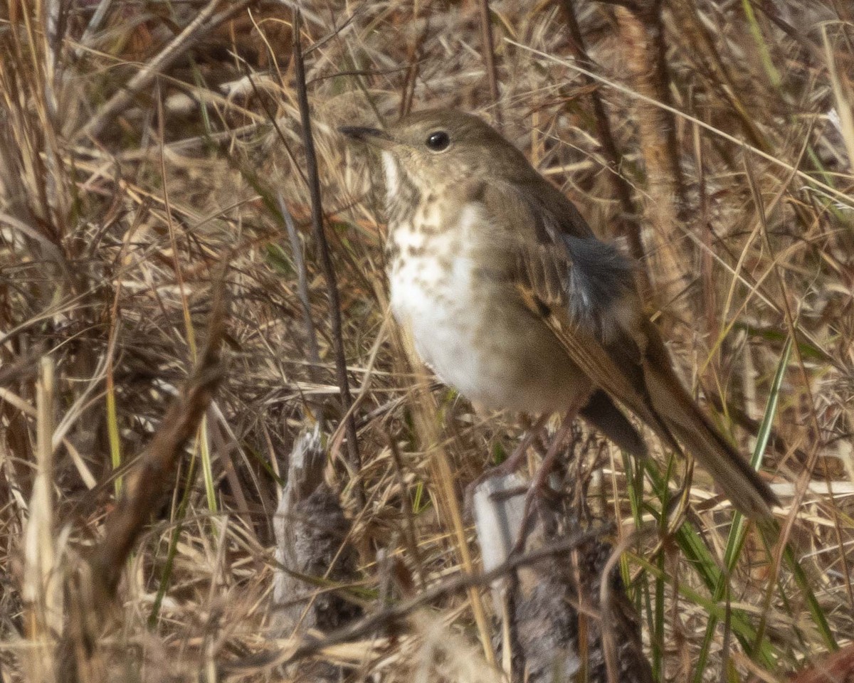 Hermit Thrush - ML628669593