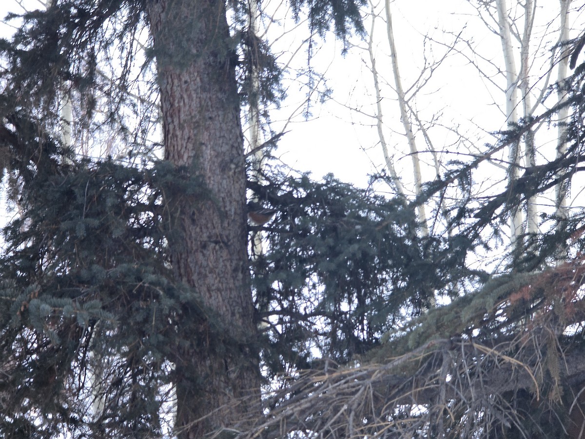 Spotted Towhee - ML628669641