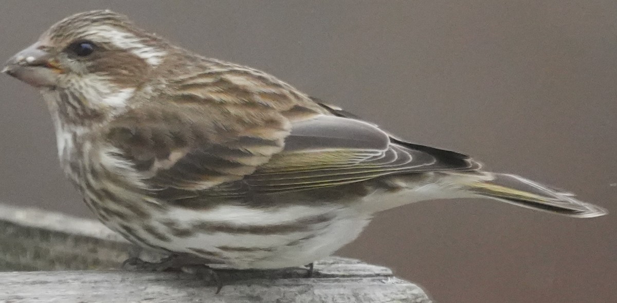 Purple Finch - ML628669672