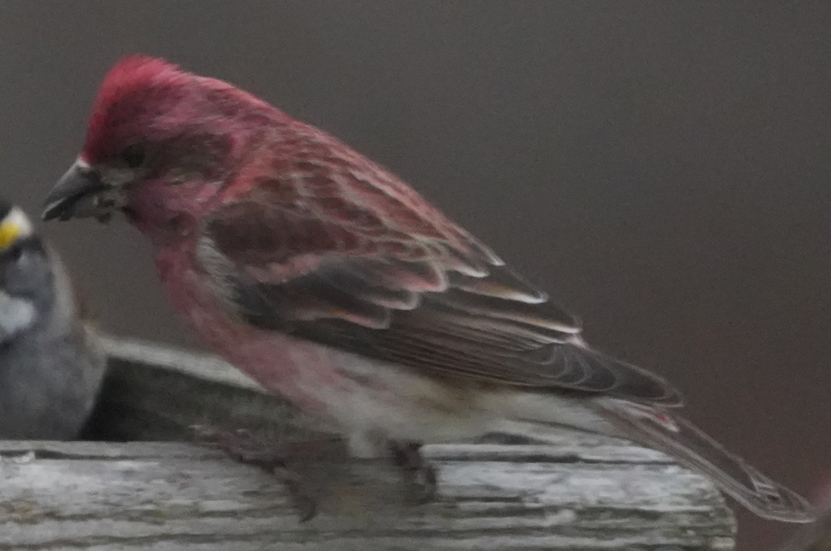 Purple Finch - ML628669673