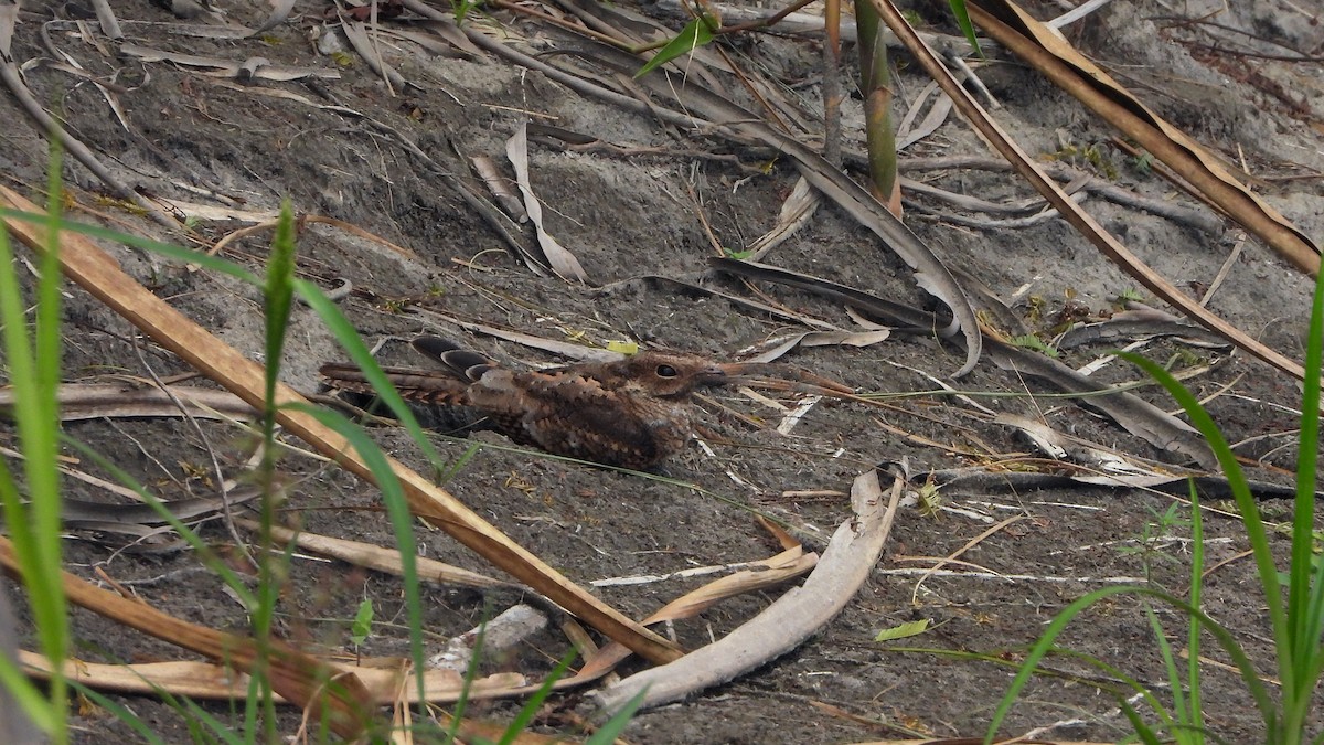 Ladder-tailed Nightjar - ML628669902