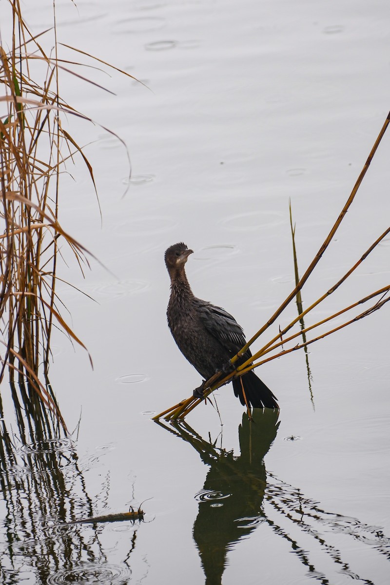 Pygmy Cormorant - ML628670125