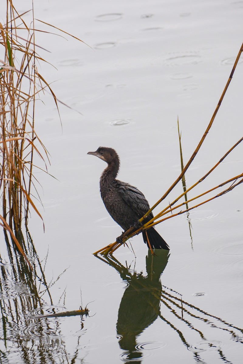 Pygmy Cormorant - ML628670126