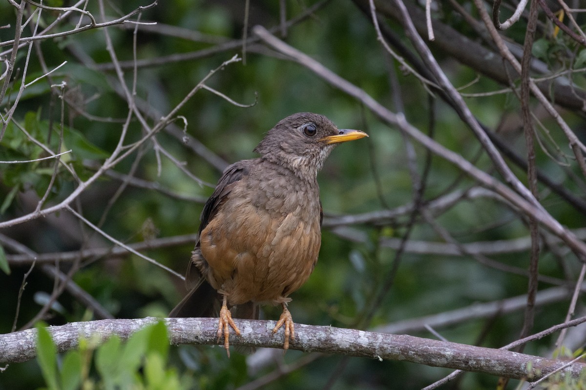 Olive Thrush - ML628670141