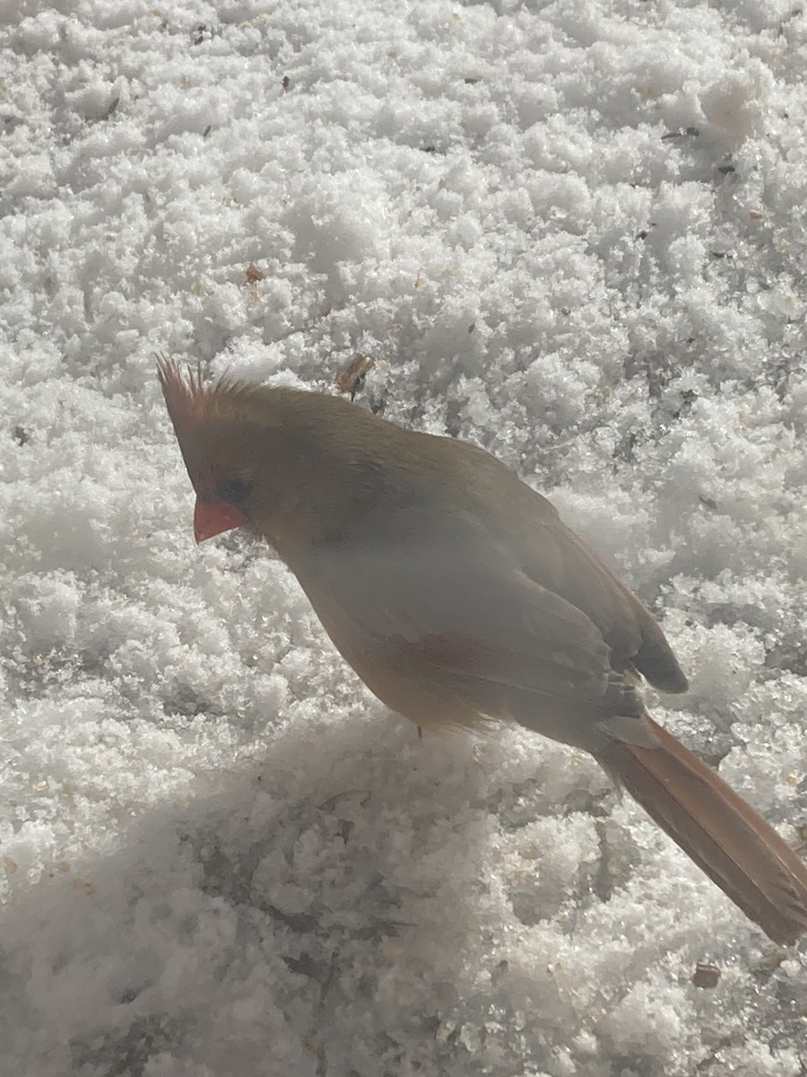 Northern Cardinal - ML628670173