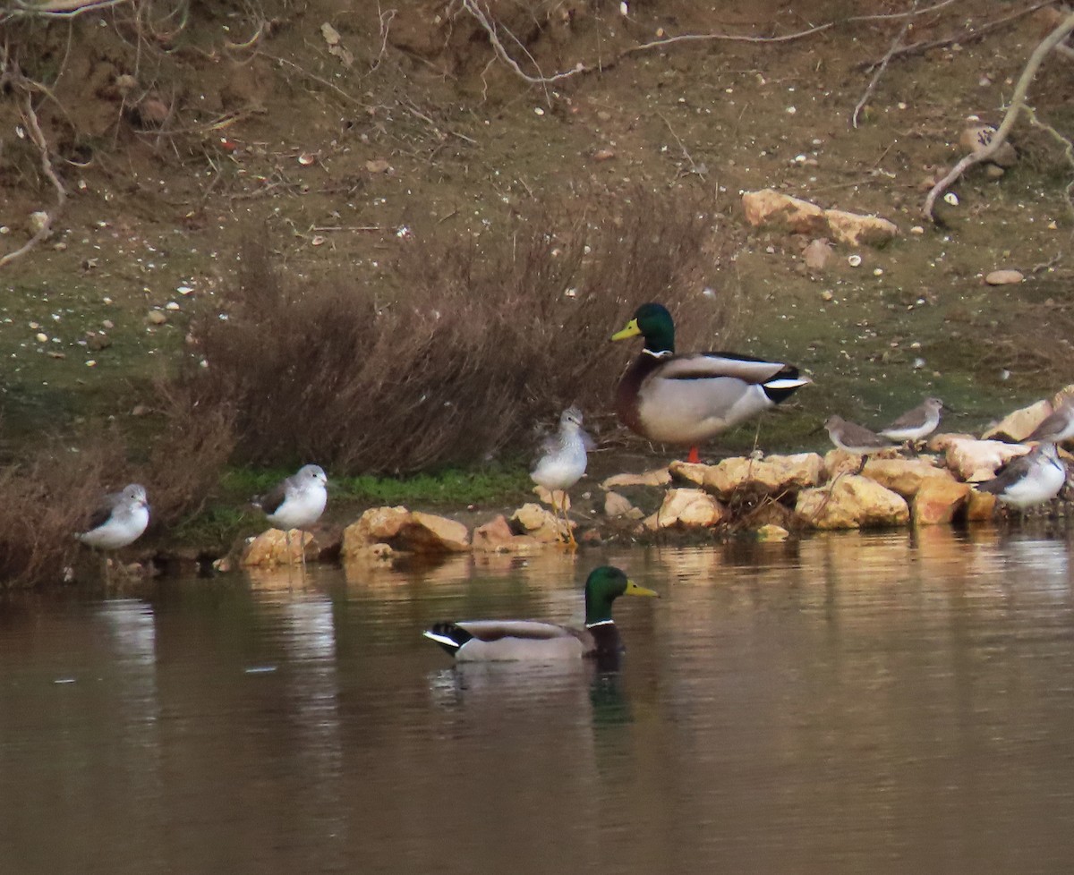 Greater Yellowlegs - Andrés Balfagón Sarrión