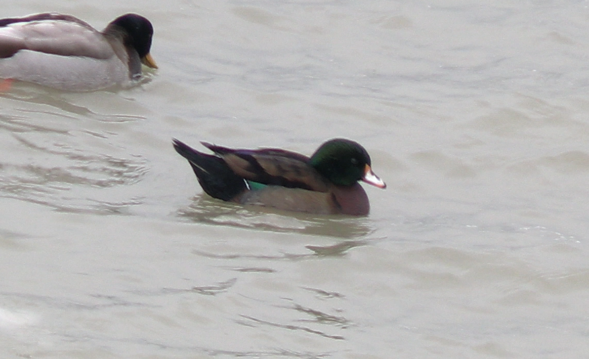 duck sp. - Bill Deininger