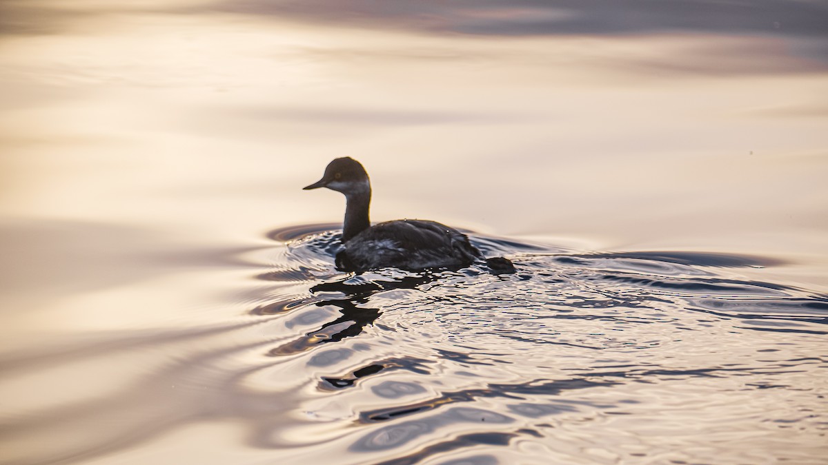 Eared Grebe - ML628670253