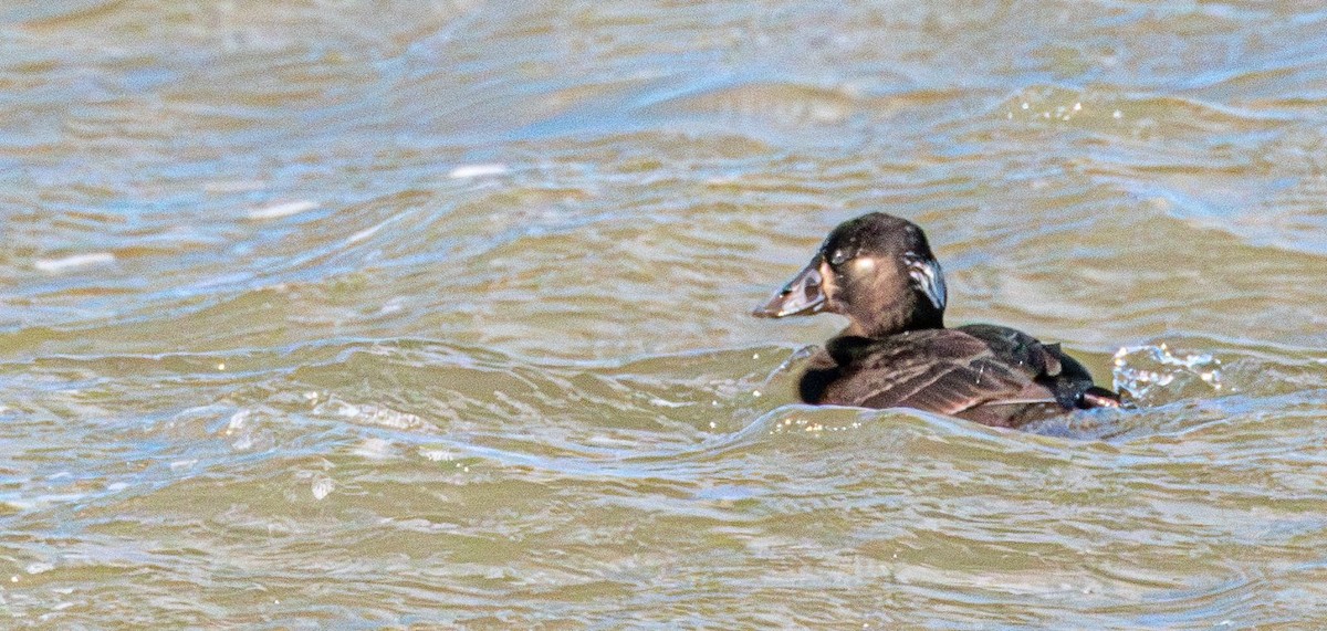 Surf Scoter - ML628670293