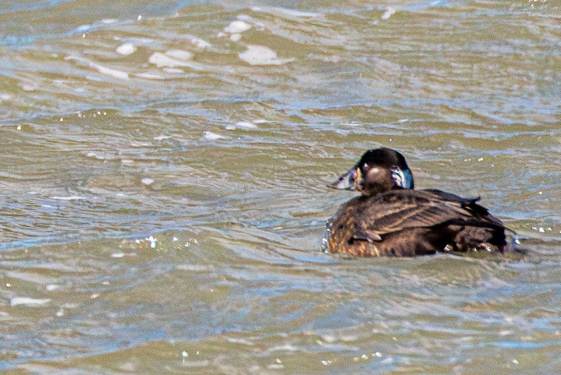 Surf Scoter - ML628670294