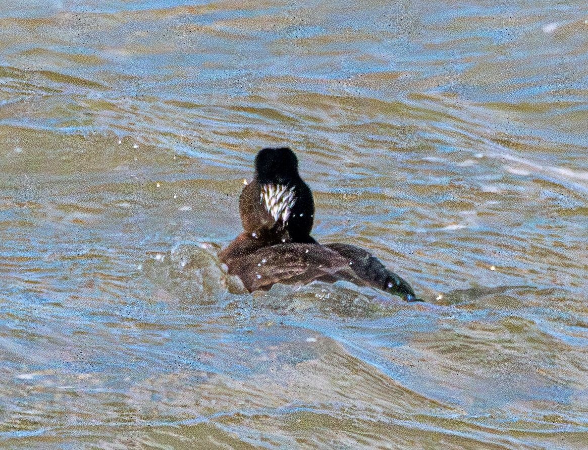 Surf Scoter - ML628670295