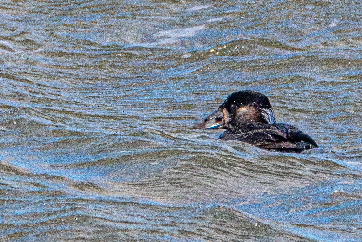 Surf Scoter - ML628670296