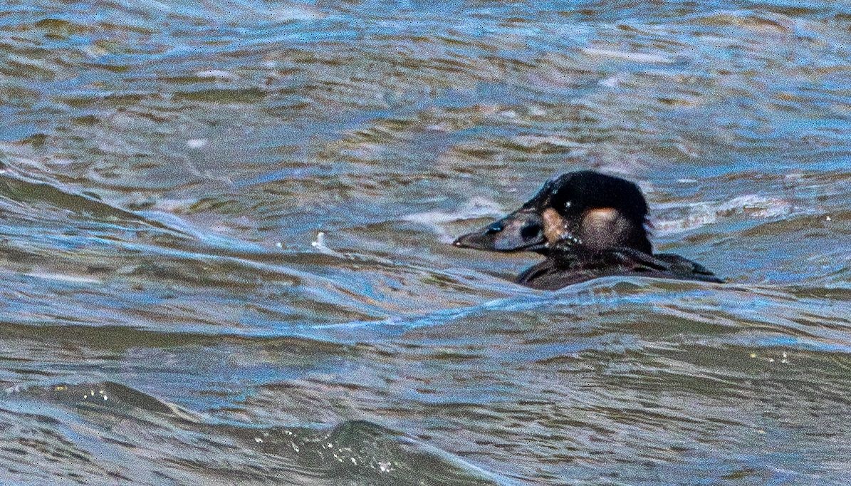 Surf Scoter - ML628670297