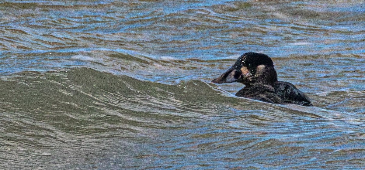 Surf Scoter - ML628670298