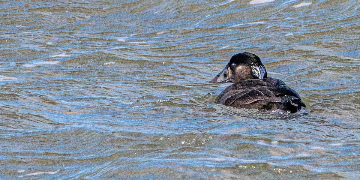 Surf Scoter - ML628670299