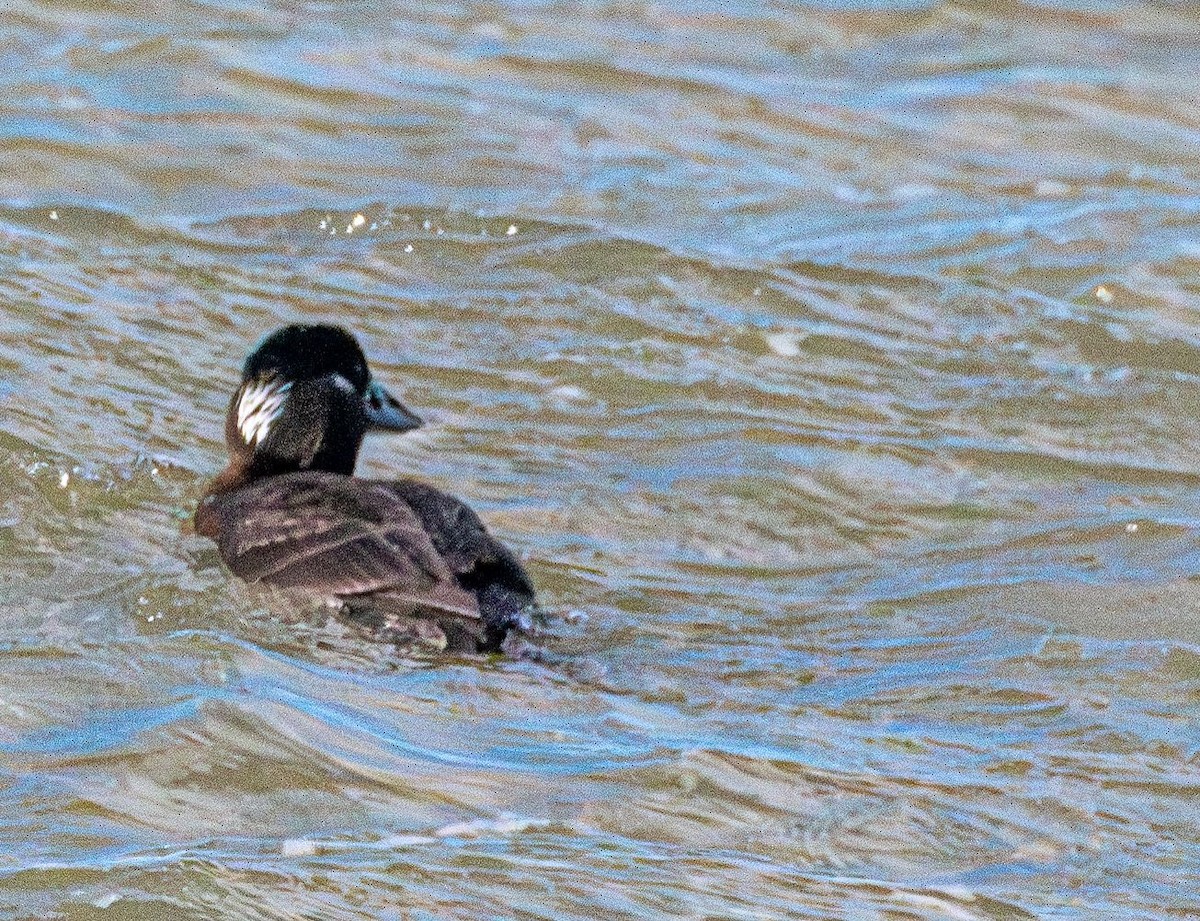 Surf Scoter - ML628670300