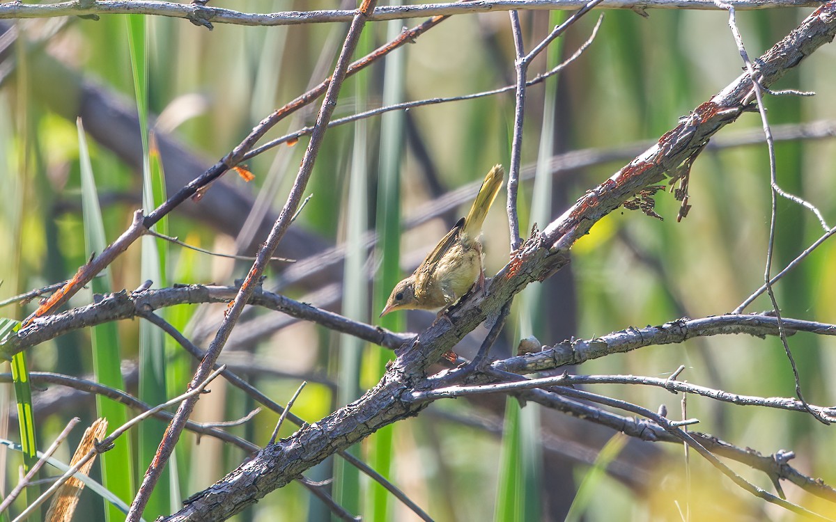 Graukopf-Waldsänger - ML628670329