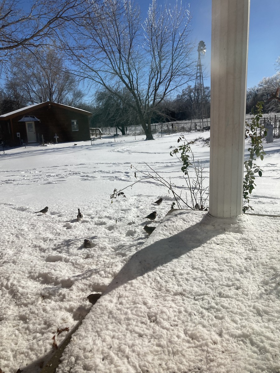 Harris's Sparrow - ML628670430