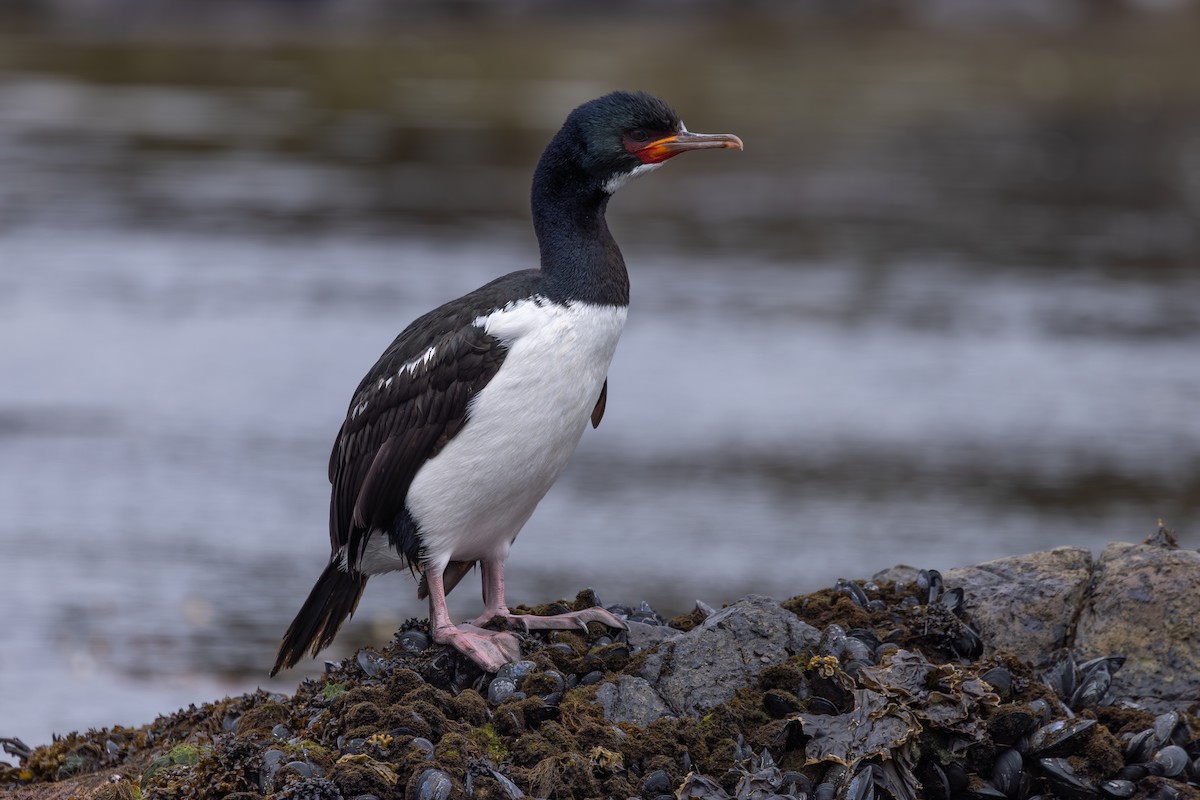 Campbell Islands Shag - ML628670490