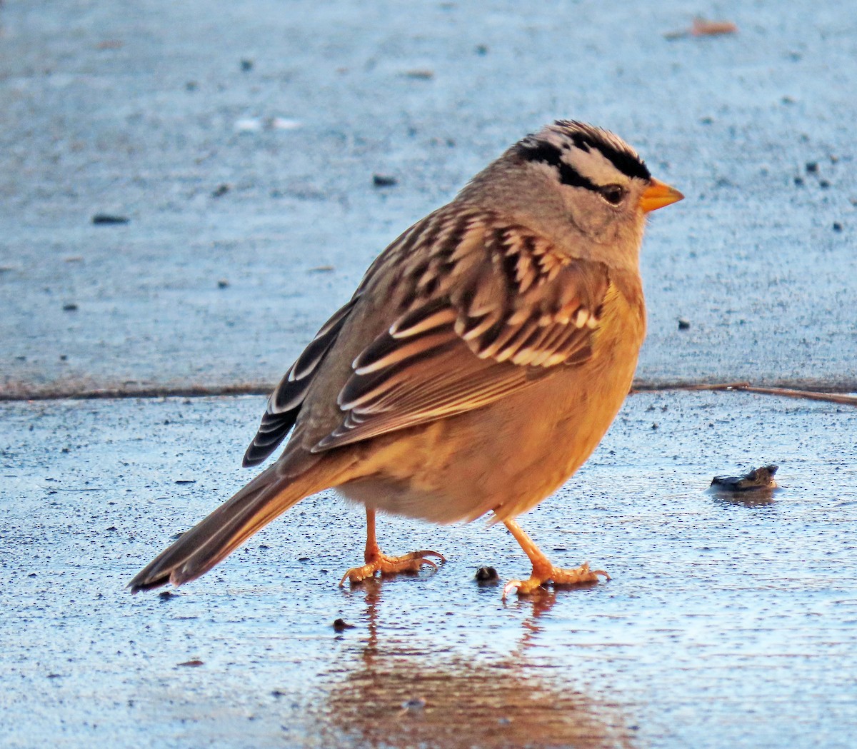 White-crowned Sparrow - ML628670686