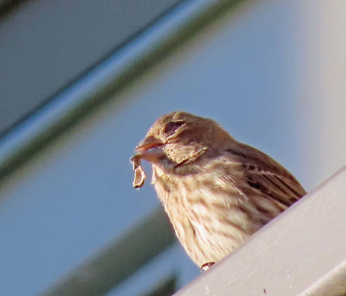 House Finch - ML628670703