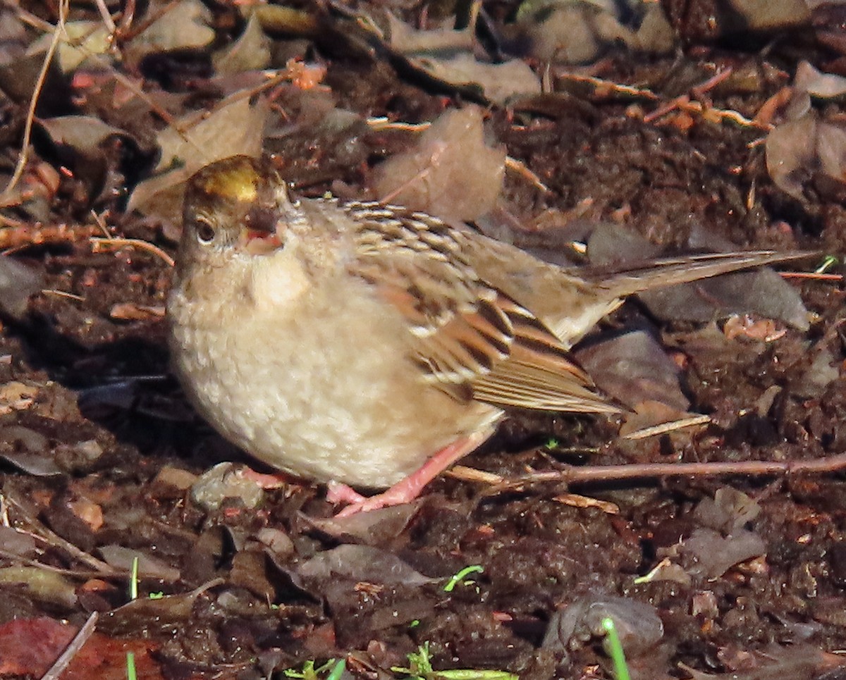 Golden-crowned Sparrow - ML628670851