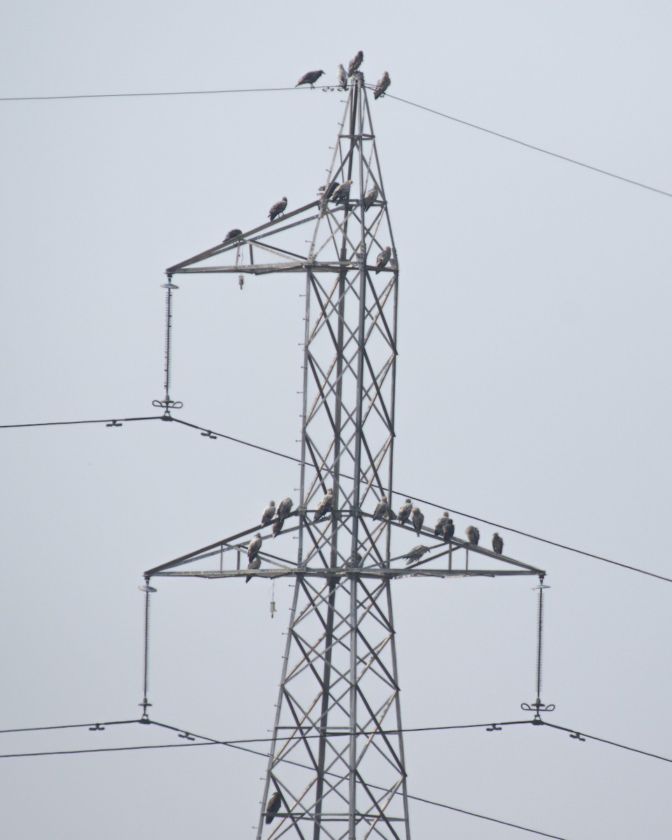 Egyptian Vulture - ML628670896