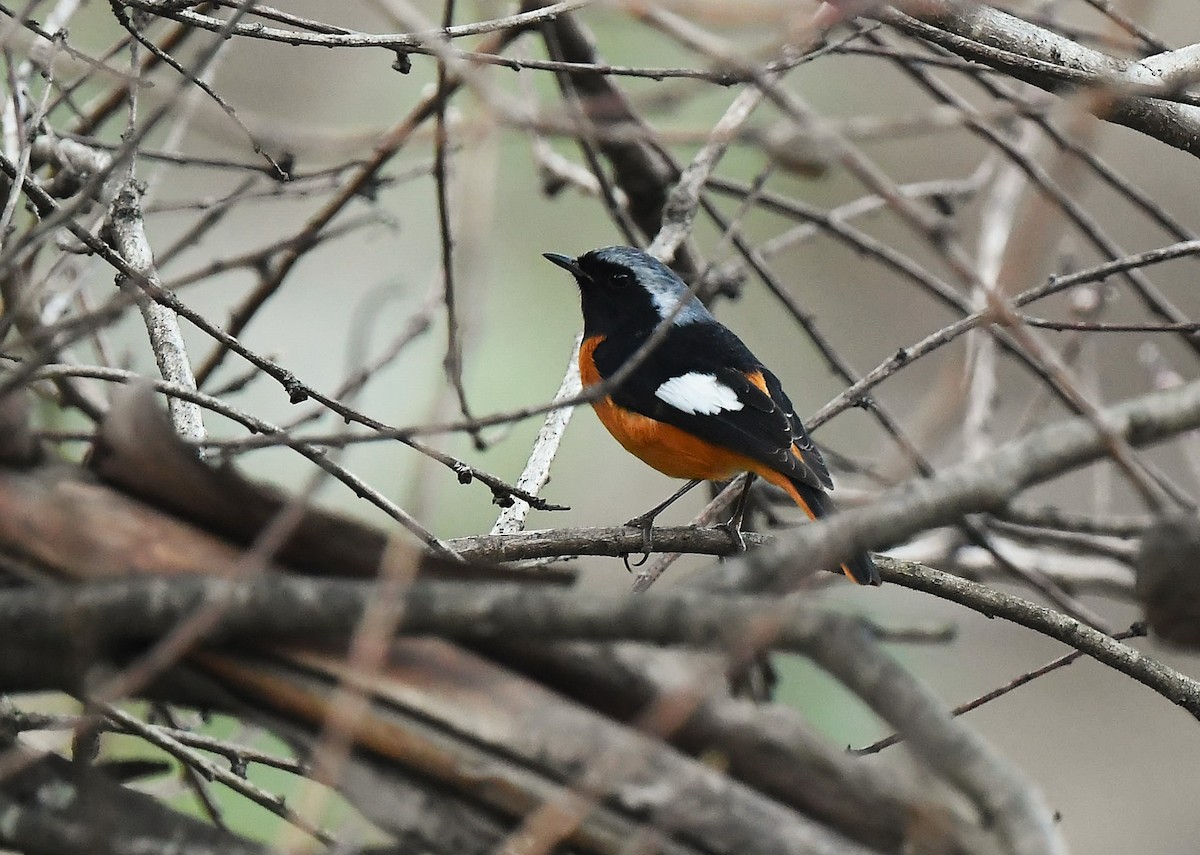 Daurian Redstart - ML628671415