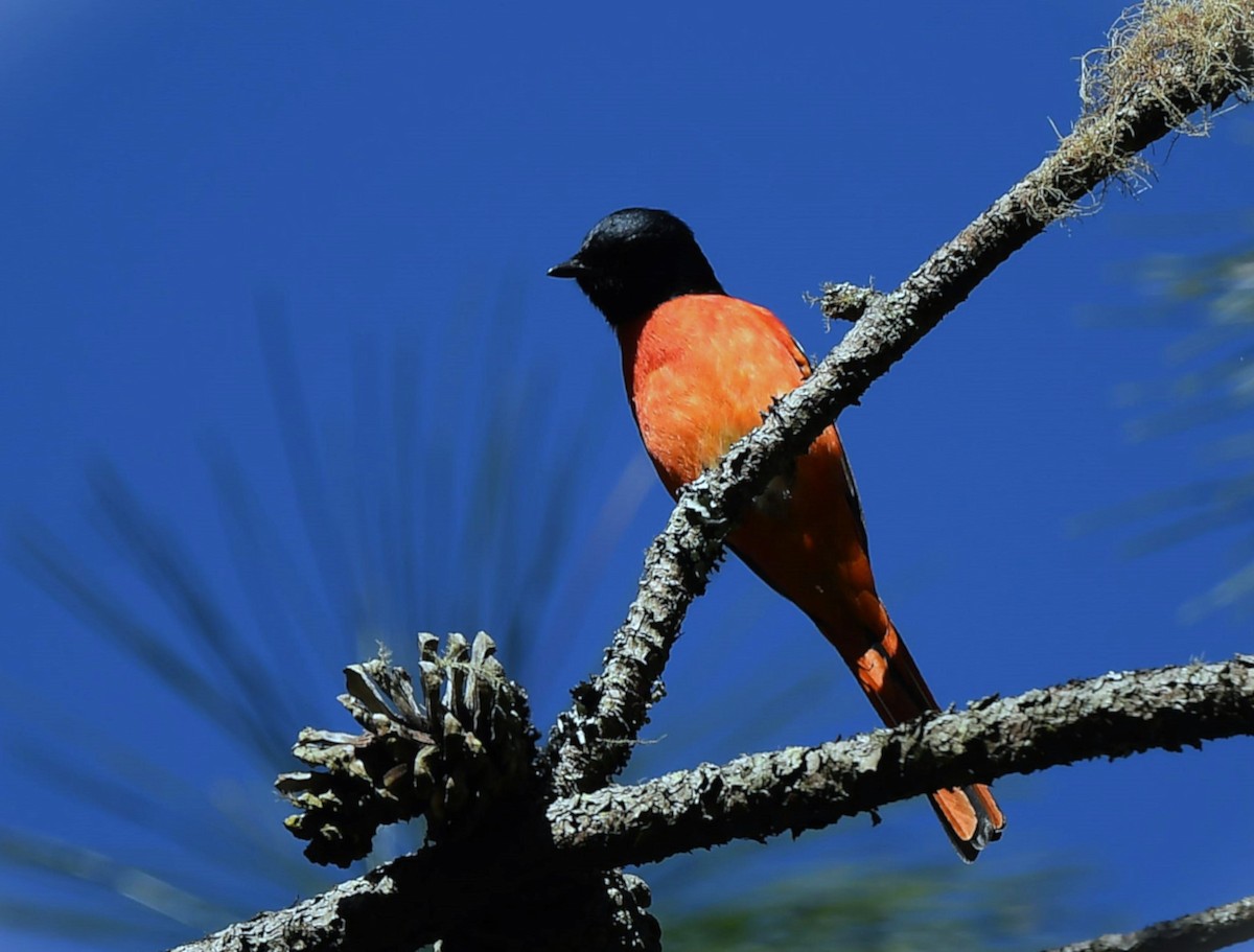 Long-tailed Minivet - ML628671491