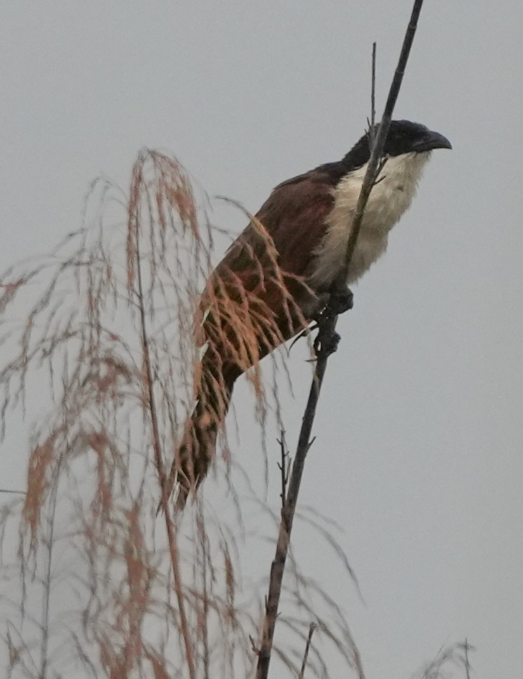 Coppery-tailed Coucal - ML628671525