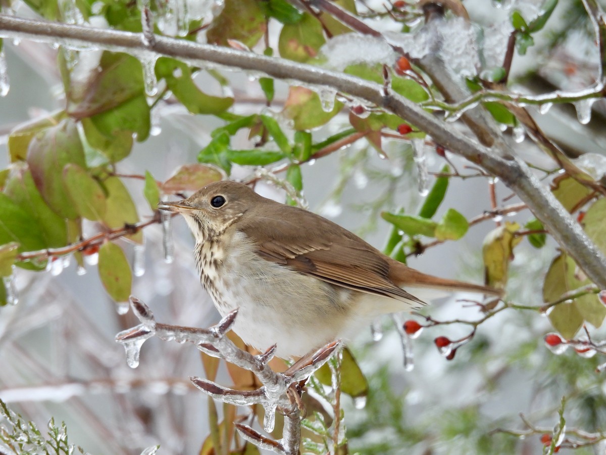 Hermit Thrush - ML628671526