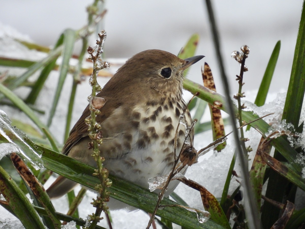 Hermit Thrush - ML628671527