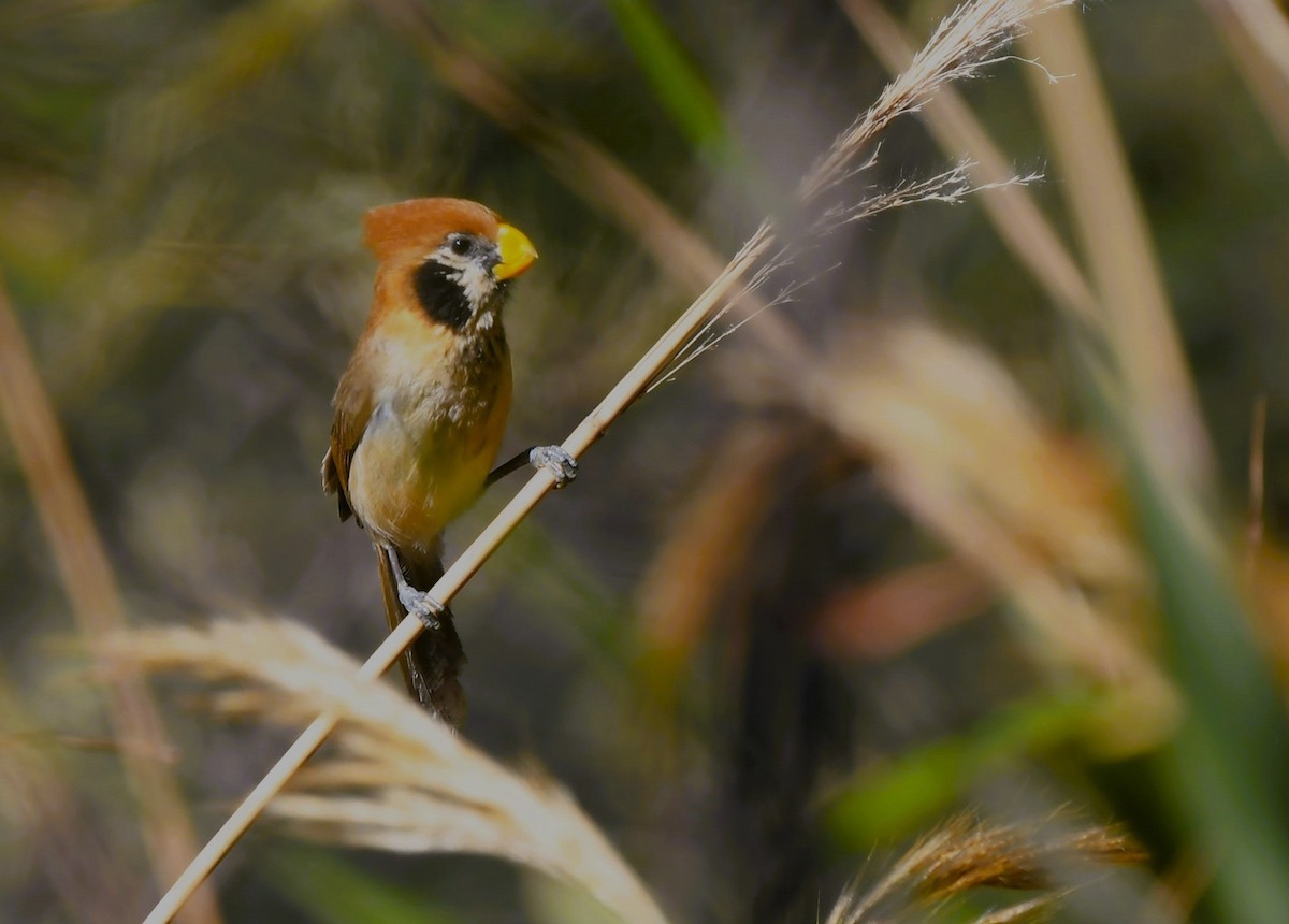 Spot-breasted Parrotbill - ML628671528