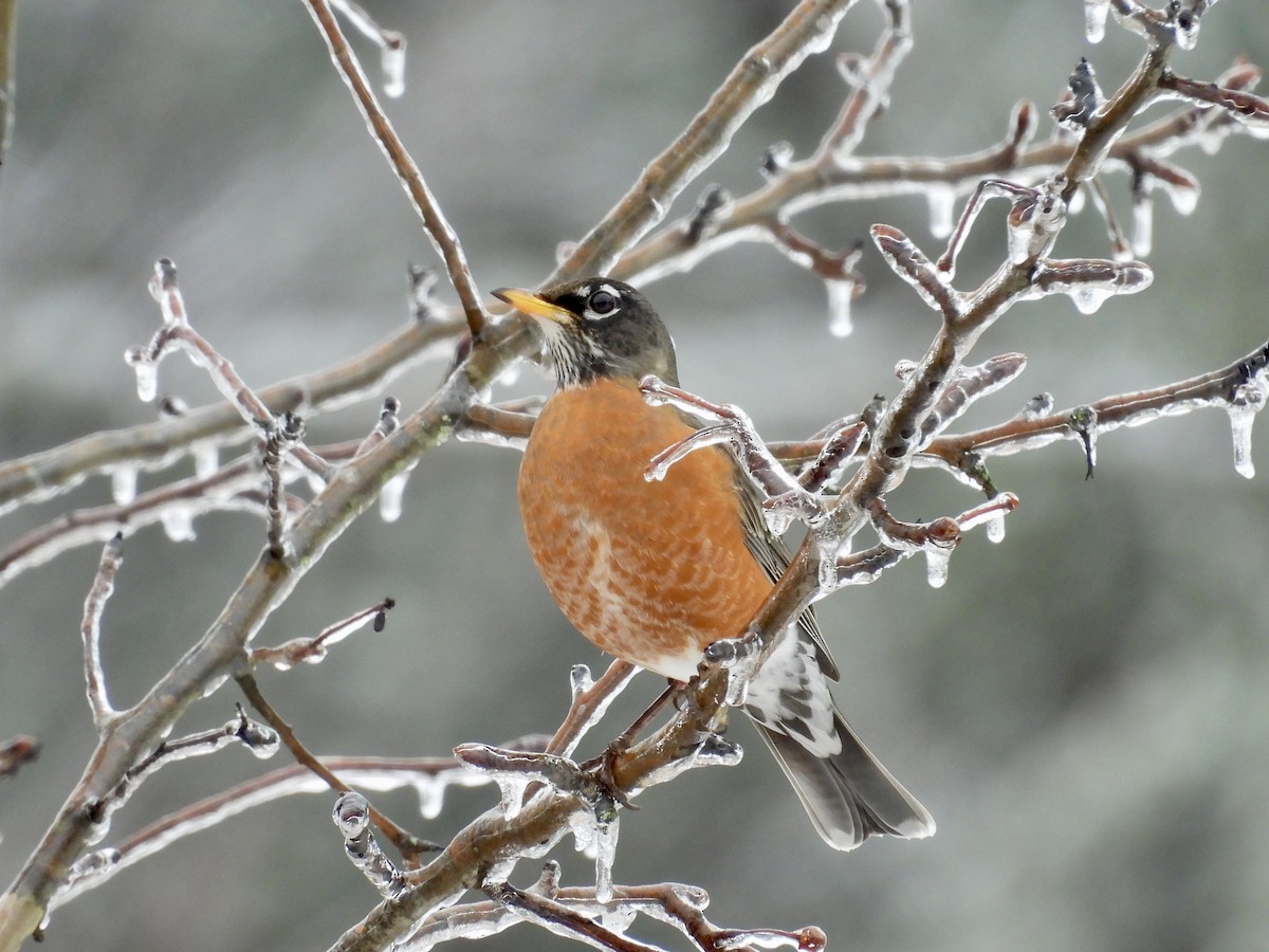 American Robin - ML628671535