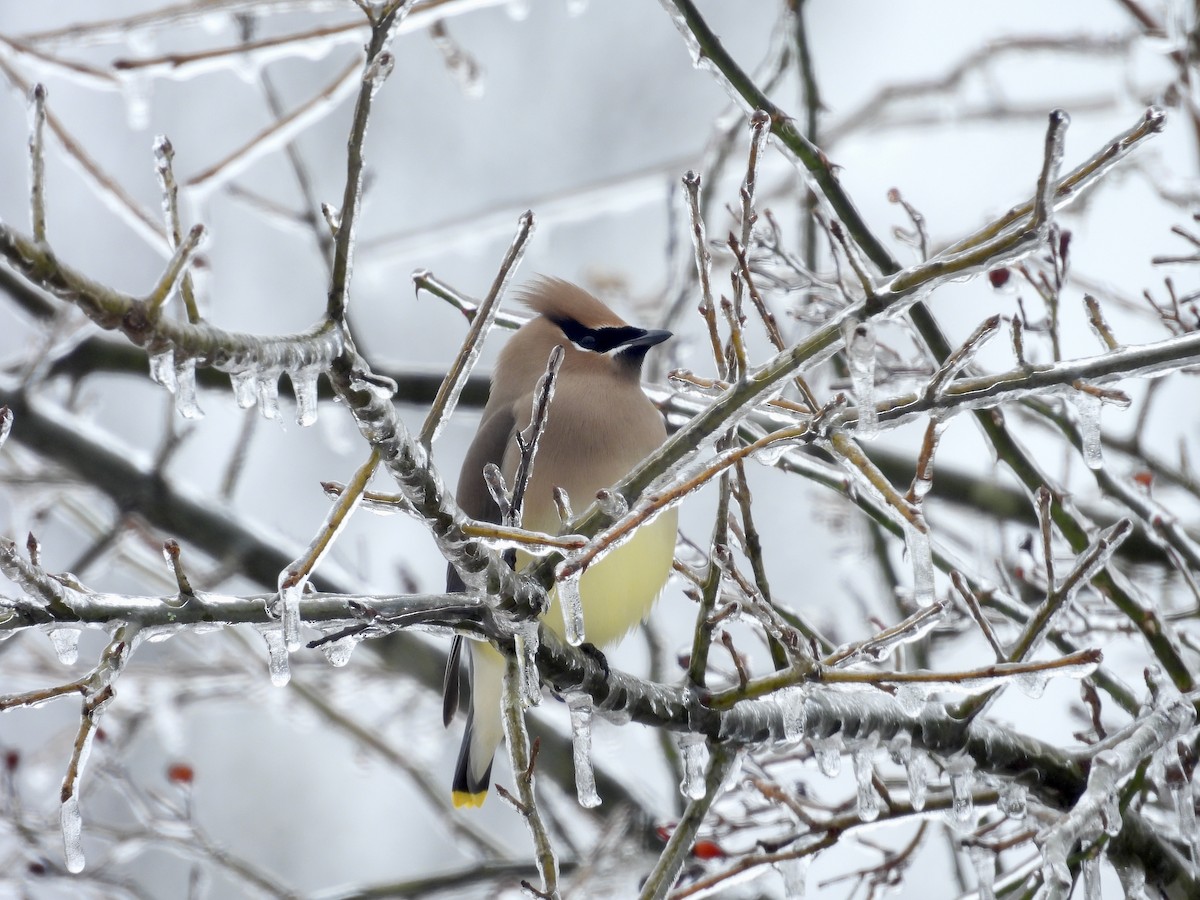 Cedar Waxwing - ML628671546