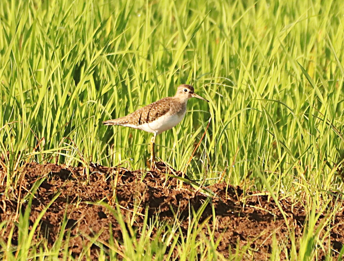 Solitary Sandpiper - ML628671553