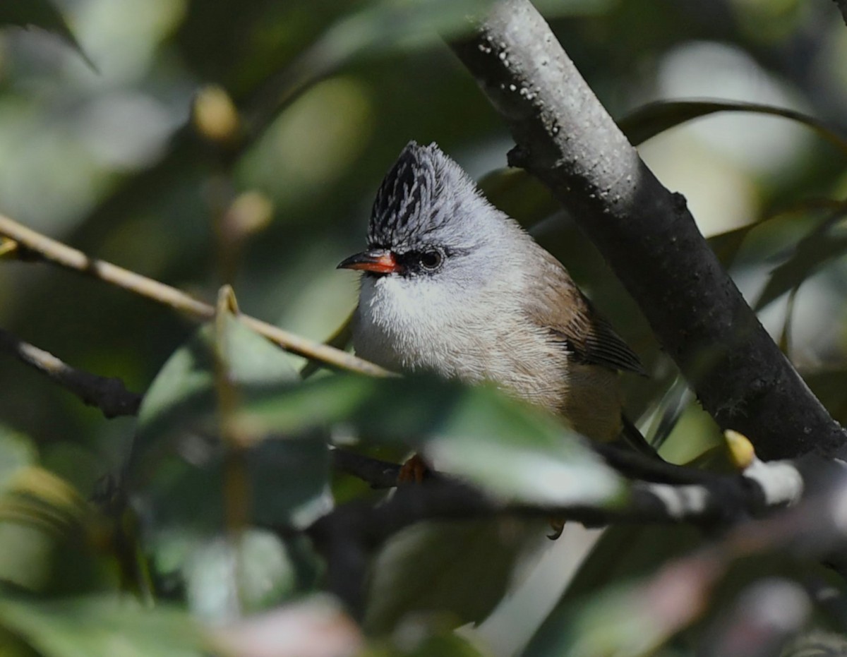 Black-chinned Yuhina - ML628671573